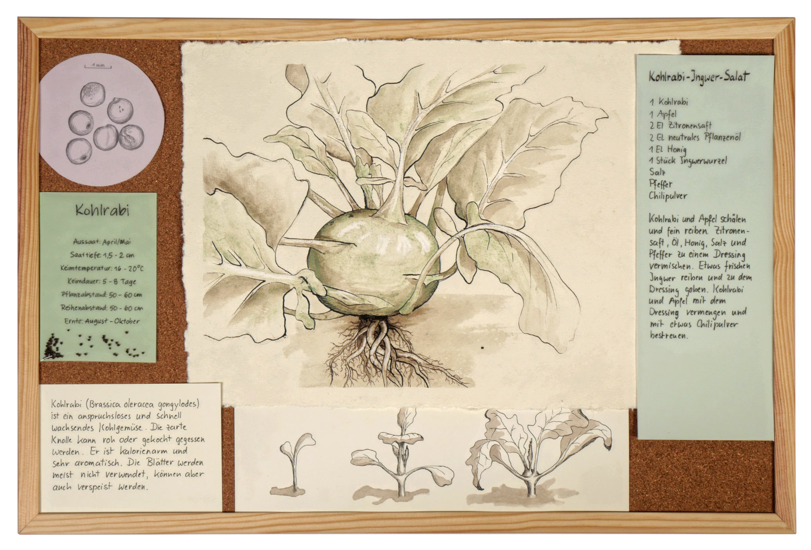 Kohlrabi