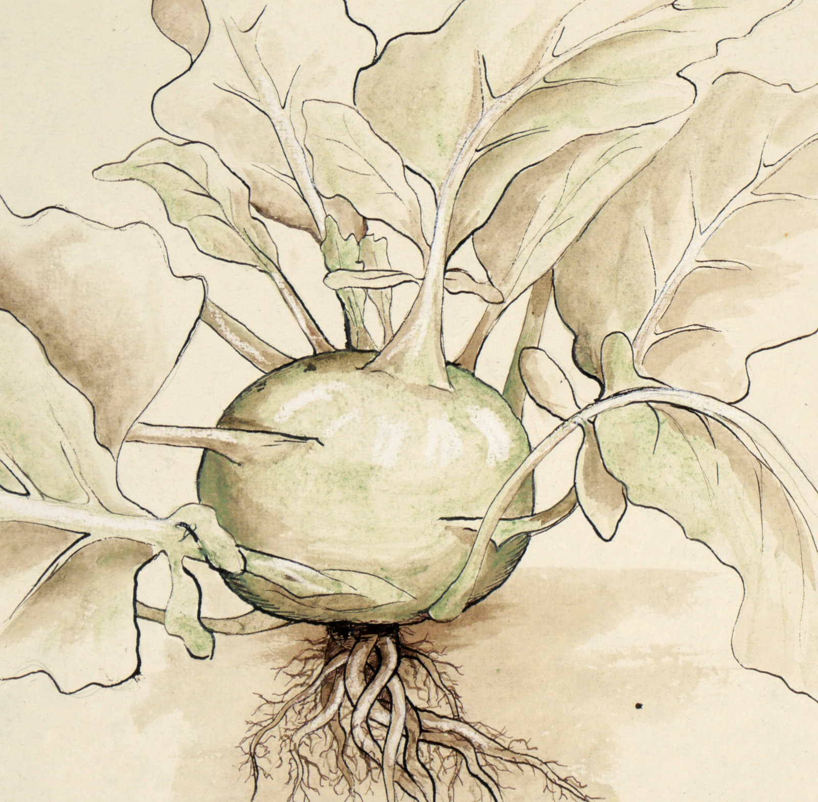 Kohlrabi